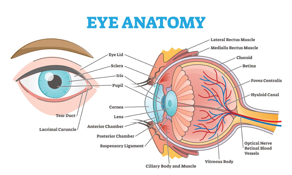 Is There a Connection Between Flomax and Having Cataract Surgery ...